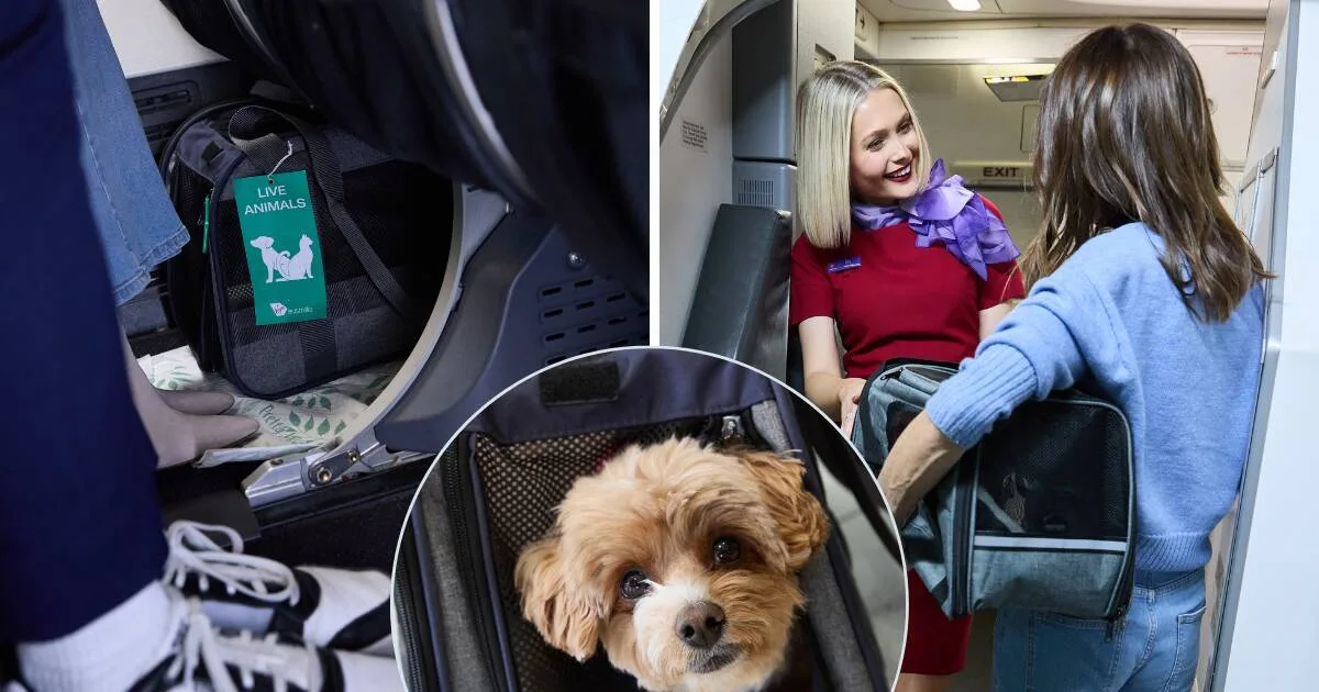 Virgin Australia amplía su servicio de mascotas en cabina con nuevas rutas disponibles