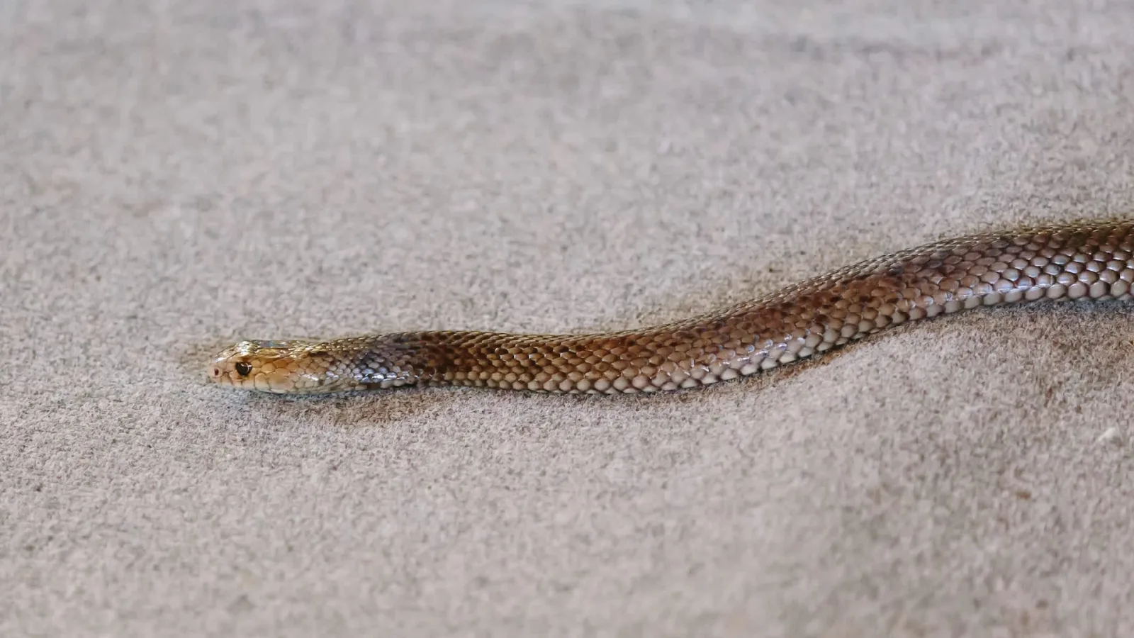 Serpiente no venenosa desaparece tras vuelo de México a Londres sin ser detectada por pasajeros